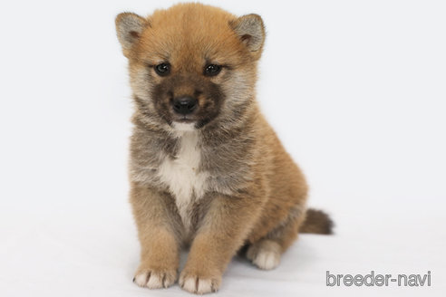 成約済の神奈川県の柴犬-292328の1枚目